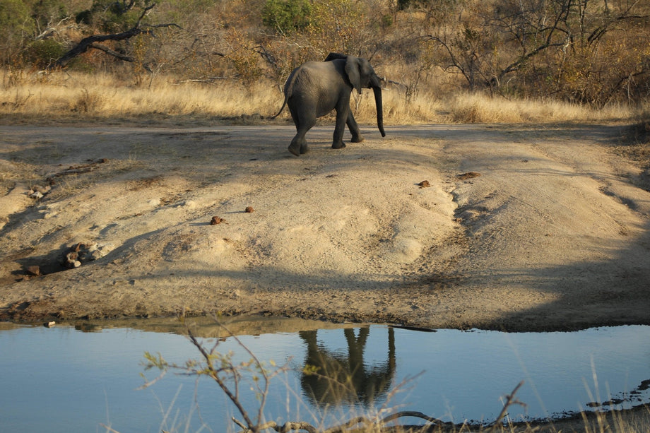 Out of Africa - The Cambridge Satchel Company EU Store